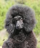 Poodle 9Y788D-042